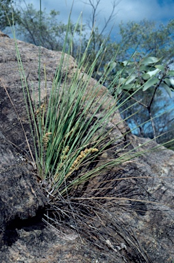 APII jpeg image of Lomandra confertifolia subsp. pallida  © contact APII