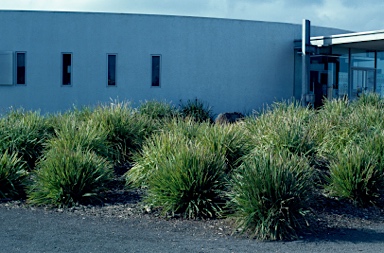 APII jpeg image of Lomandra longifolia  © contact APII