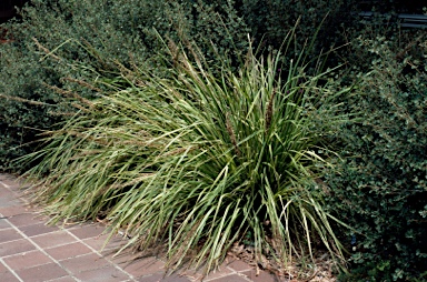 APII jpeg image of Lomandra longifolia 'Peak Alone Limeglow'  © contact APII