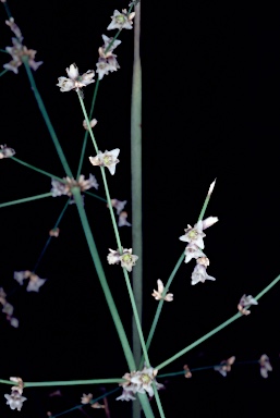 APII jpeg image of Lomandra patens  © contact APII