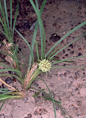 APII jpeg image of Lomandra tropica  © contact APII