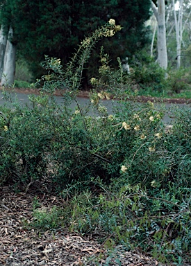 APII jpeg image of Lomatia polymorpha  © contact APII