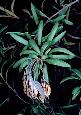 APII jpeg image of Lomatia polymorpha  © contact APII