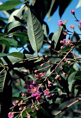 APII jpeg image of Lagerstroemia archeriana subsp. archeriana  © contact APII