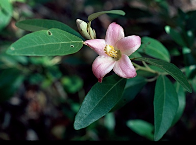 APII jpeg image of Lagunaria patersonia  © contact APII