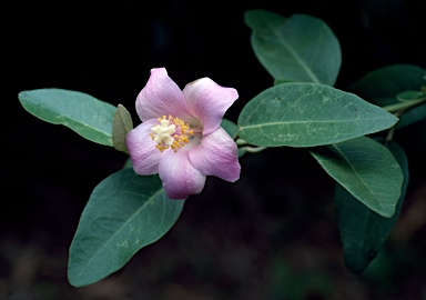 APII jpeg image of Lagunaria patersonia  © contact APII