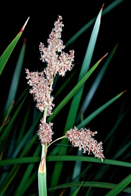 APII jpeg image of Lepidosperma gladiatum  © contact APII