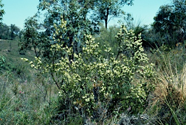 APII jpeg image of Calytrix acutifolia  © contact APII