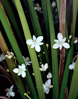 APII jpeg image of Libertia paniculata  © contact APII