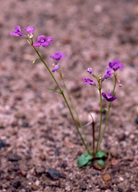 APII jpeg image of Lindernia lobelioides  © contact APII