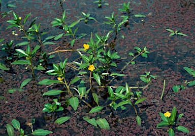 APII jpeg image of Ludwigia peploides subsp. montevidensis  © contact APII