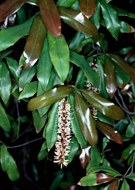 APII jpeg image of Macadamia ternifolia  © contact APII