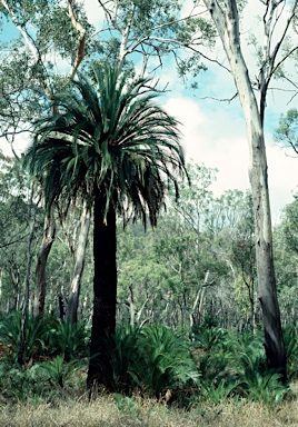 APII jpeg image of Macrozamia moorei  © contact APII