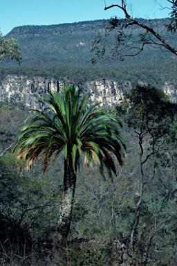 APII jpeg image of Macrozamia moorei  © contact APII