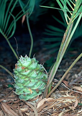 APII jpeg image of Macrozamia spiralis  © contact APII