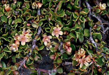 APII jpeg image of Muehlenbeckia axillaris  © contact APII