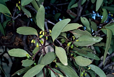 APII jpeg image of Muellerina eucalyptoides  © contact APII