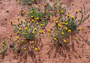 APII jpeg image of Millotia greevesii subsp. greevesii  © contact APII