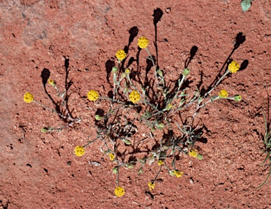 APII jpeg image of Millotia greevesii subsp. glandulosa  © contact APII