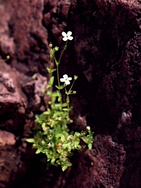 APII jpeg image of Mitrasacme nummularia  © contact APII