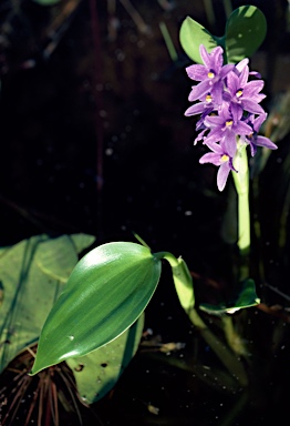 APII jpeg image of Pontederia australasica  © contact APII