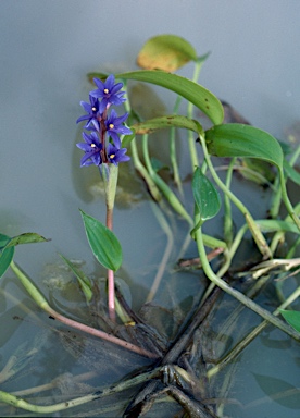 APII jpeg image of Pontederia cyanea  © contact APII