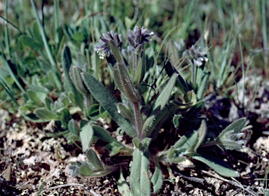 APII jpeg image of Myosotis discolor  © contact APII