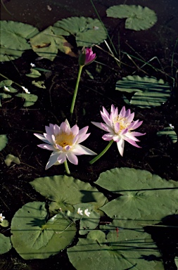 APII jpeg image of Nymphaea violacea  © contact APII