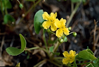 APII jpeg image of Nymphoides exiliflora  © contact APII