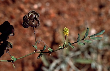 APII jpeg image of Neptunia dimorphantha  © contact APII