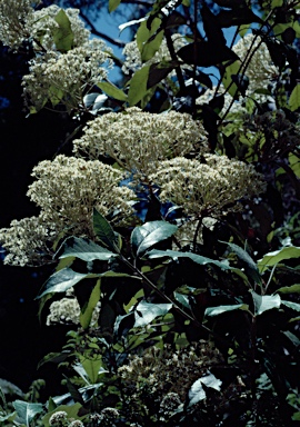 APII jpeg image of Olearia argophylla  © contact APII