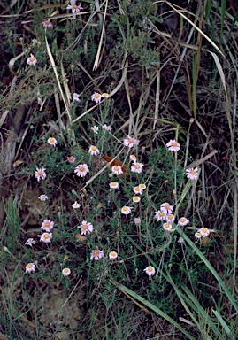 APII jpeg image of Olearia ciliata  © contact APII