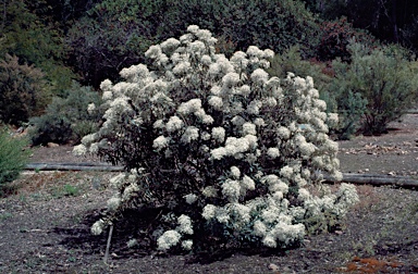 APII jpeg image of Olearia megalophylla  © contact APII