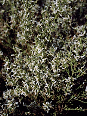 APII jpeg image of Olearia microdisca  © contact APII