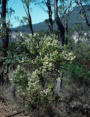 APII jpeg image of Olearia microphylla  © contact APII