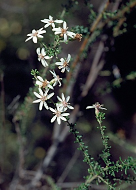 APII jpeg image of Olearia microphylla  © contact APII