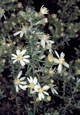 APII jpeg image of Olearia microphylla  © contact APII