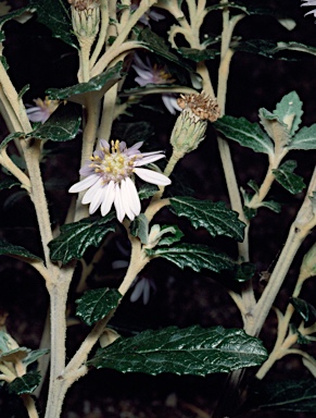 APII jpeg image of Olearia montana  © contact APII