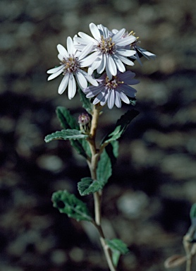 APII jpeg image of Olearia montana  © contact APII