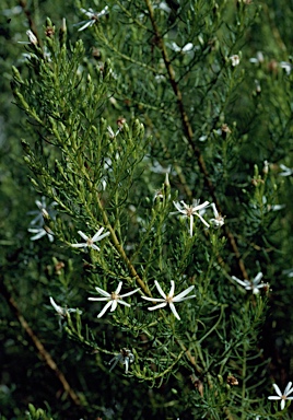 APII jpeg image of Olearia passerinoides  © contact APII