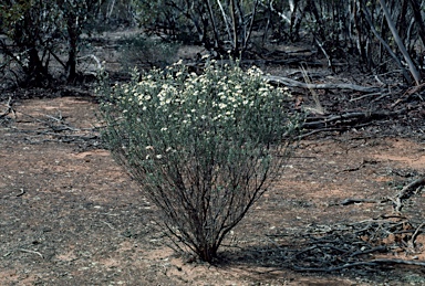 APII jpeg image of Olearia pimeleoides  © contact APII