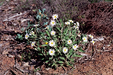 APII jpeg image of Olearia rudis  © contact APII