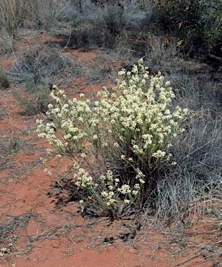 APII jpeg image of Olearia subspicata  © contact APII