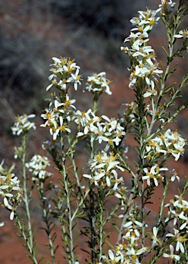 APII jpeg image of Olearia subspicata  © contact APII