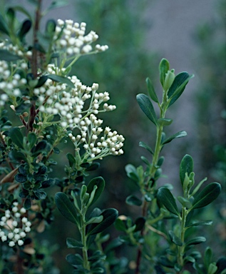 APII jpeg image of Ozothamnus antennaria  © contact APII