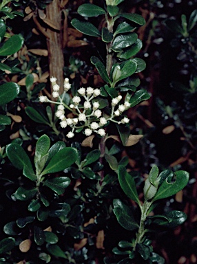 APII jpeg image of Ozothamnus antennaria  © contact APII