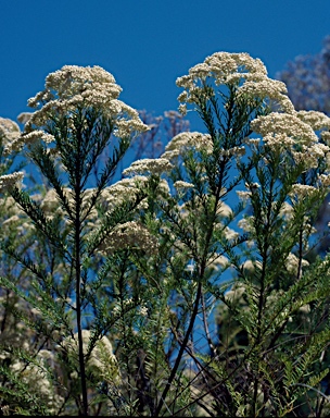 APII jpeg image of Ozothamnus diosmifolius  © contact APII