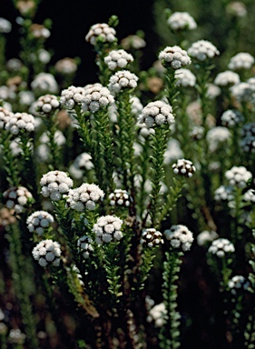 APII jpeg image of Ozothamnus lycopodioides  © contact APII