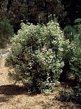 APII jpeg image of Ozothamnus purpurascens  © contact APII