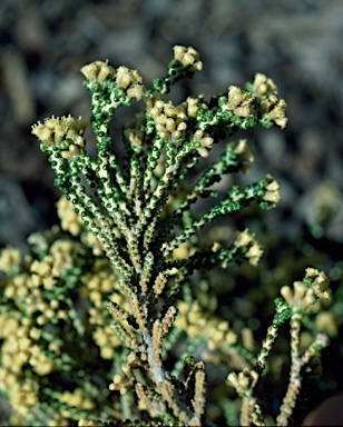 APII jpeg image of Ozothamnus scutellifolius  © contact APII